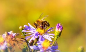 Bijenbaas bijen bestuiving